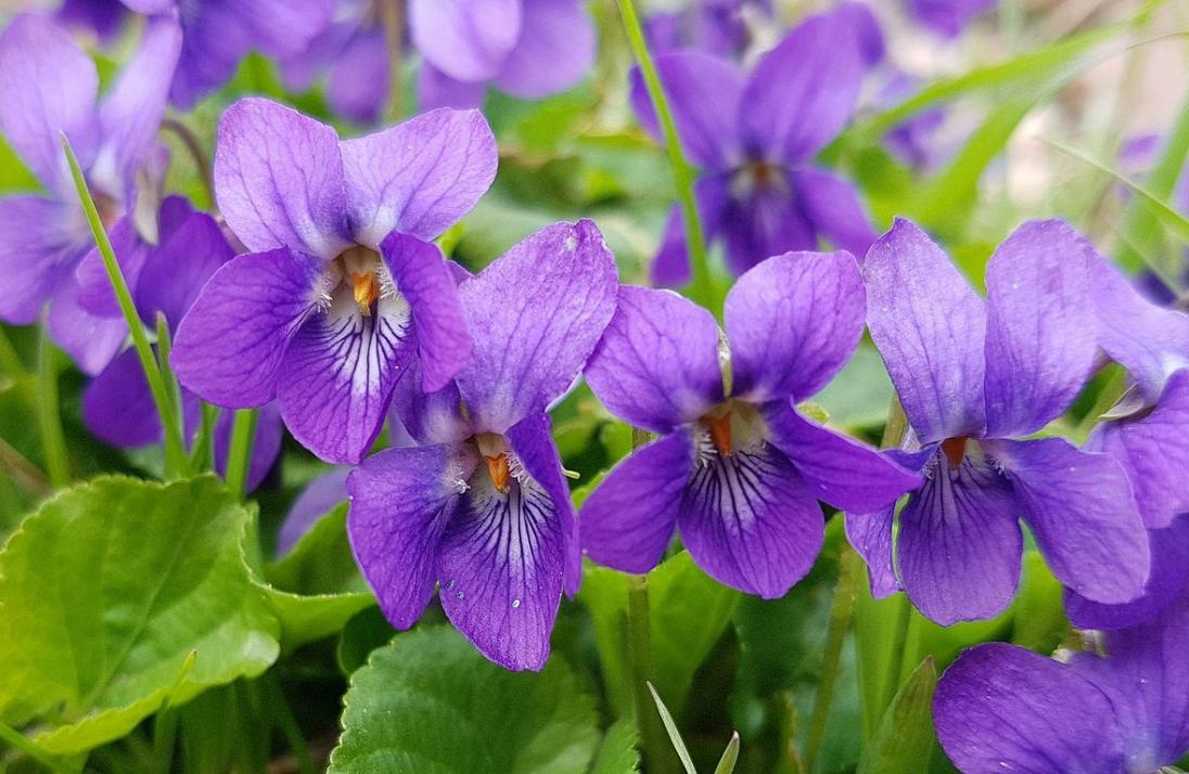 Hình Ảnh Hoa Violet Tím