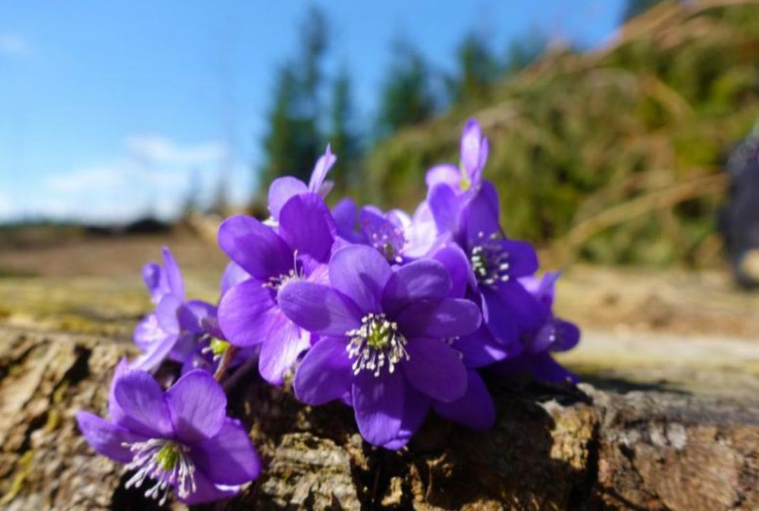 Hình Ảnh Hoa Violet Tím