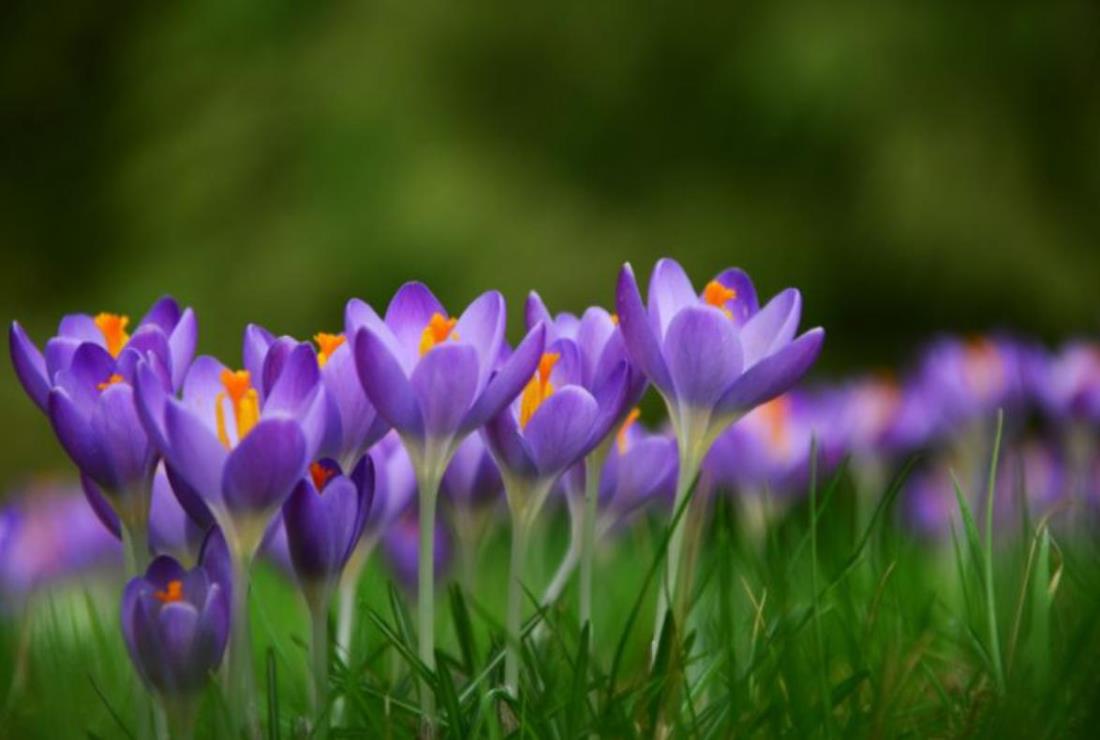 Hình Ảnh Hoa Violet Tím
