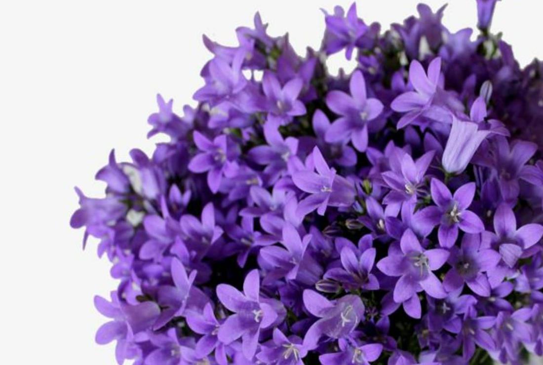 Hình Ảnh Hoa Violet Tím