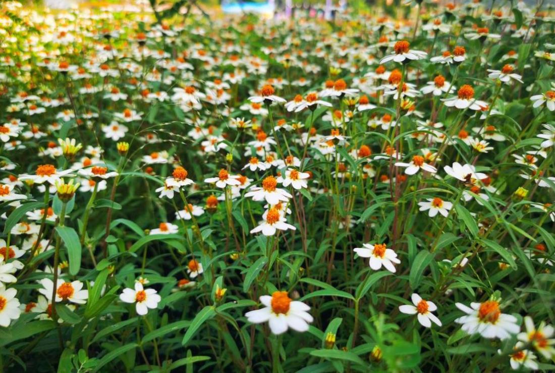 Hình Ảnh Hoa Xuyến Chi Đẹp