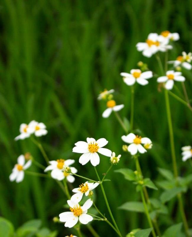 Hình Ảnh Hoa Xuyến Chi