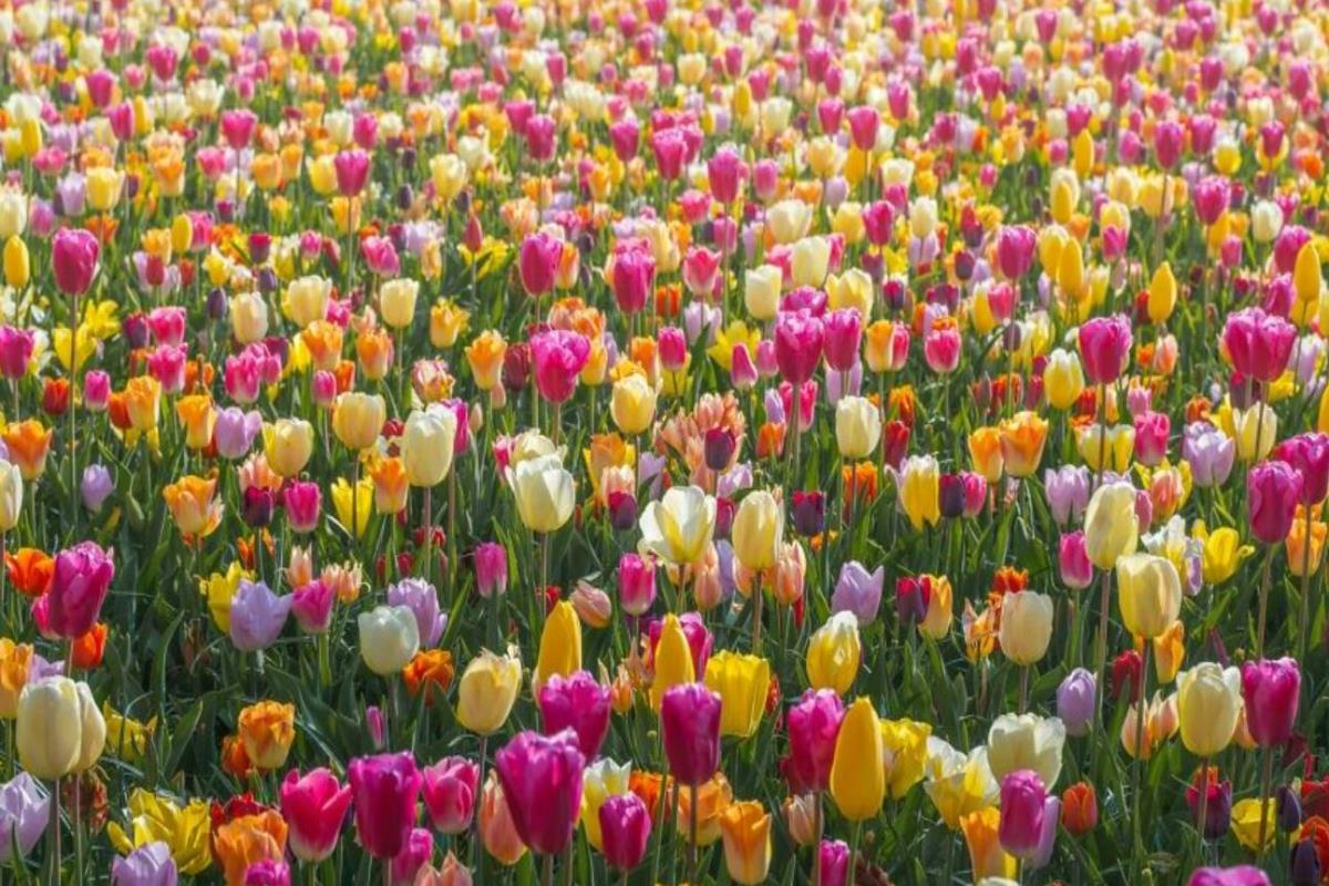 Miễn Phí +99 Bức Hình Chụp Vườn Hoa & Cánh Đồng Hoa Tulip Siêu Đẹp