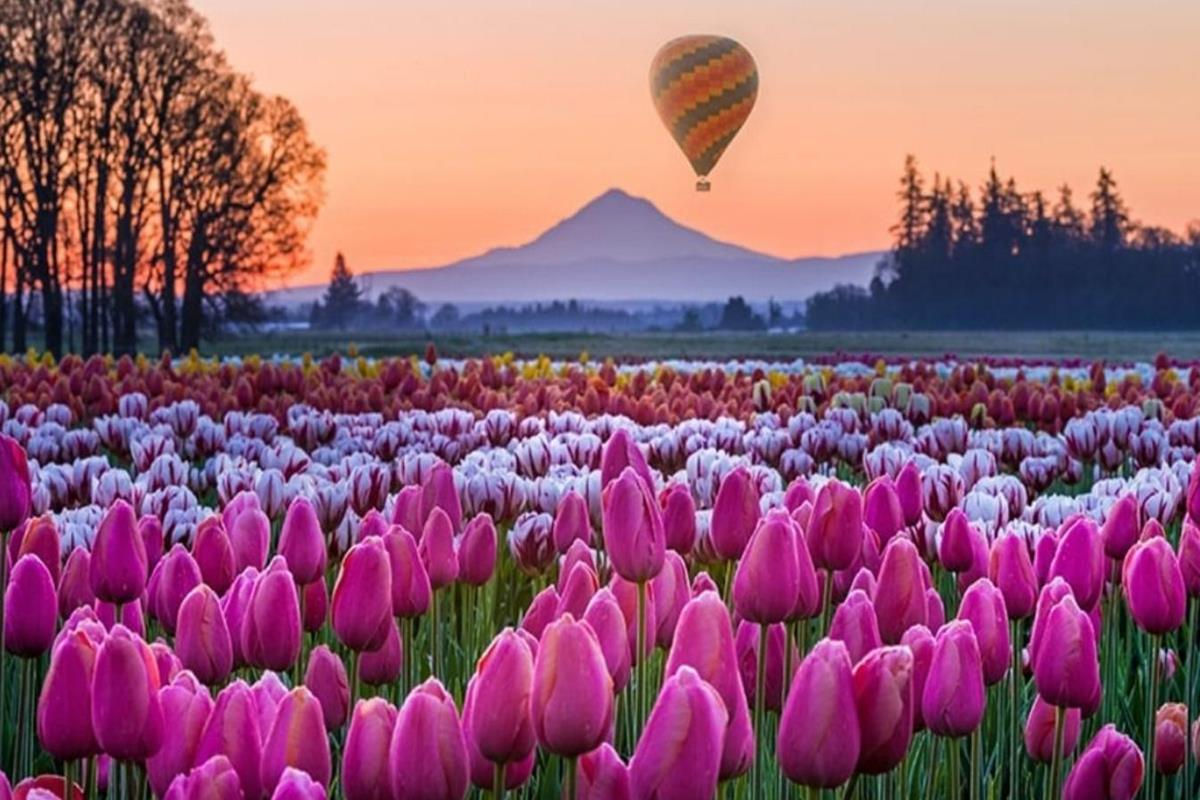 Hình Ảnh Vườn Hoa Tulip