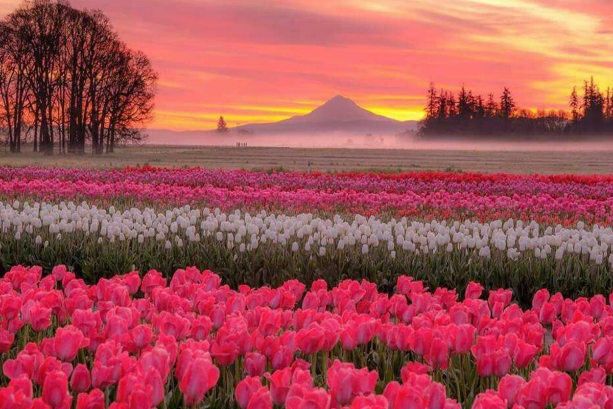 Hình Ảnh Vườn Hoa Tulip