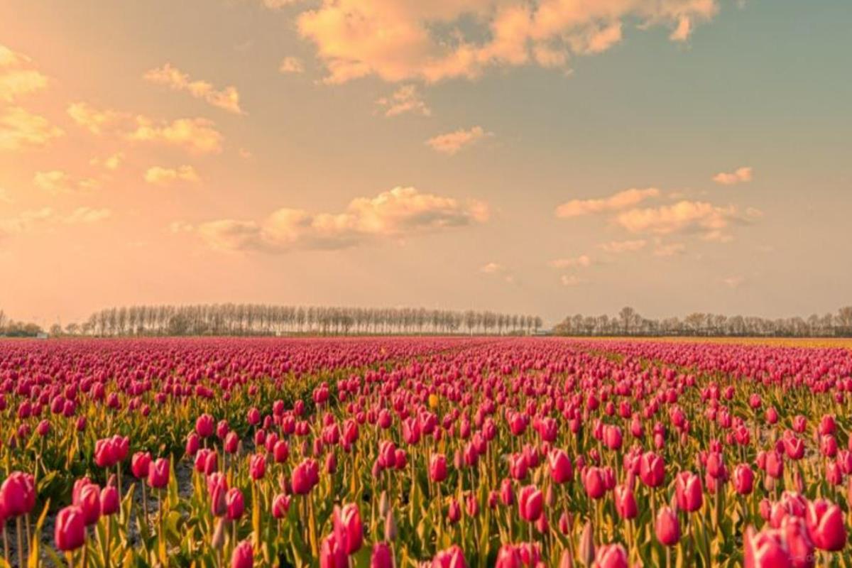 Hình Ảnh Vườn Hoa Tulip