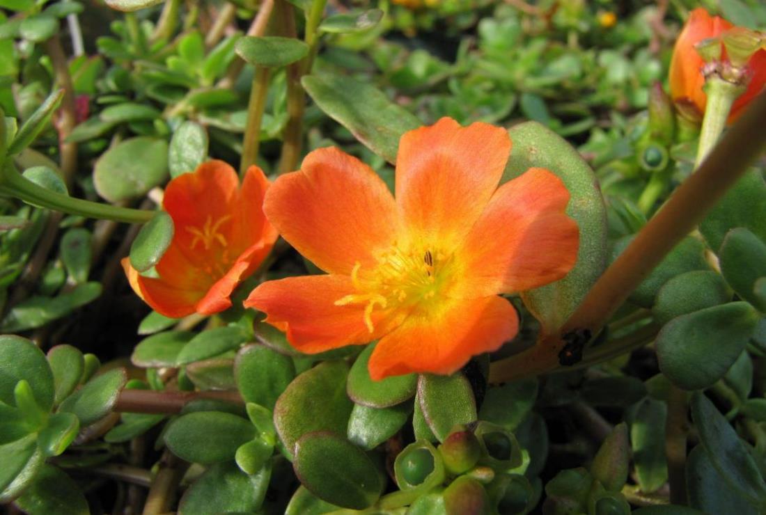 Hình Hoa Mười Giờ