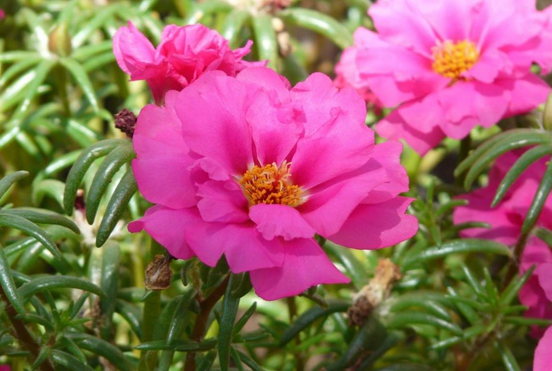 Hình Hoa Mười Giờ