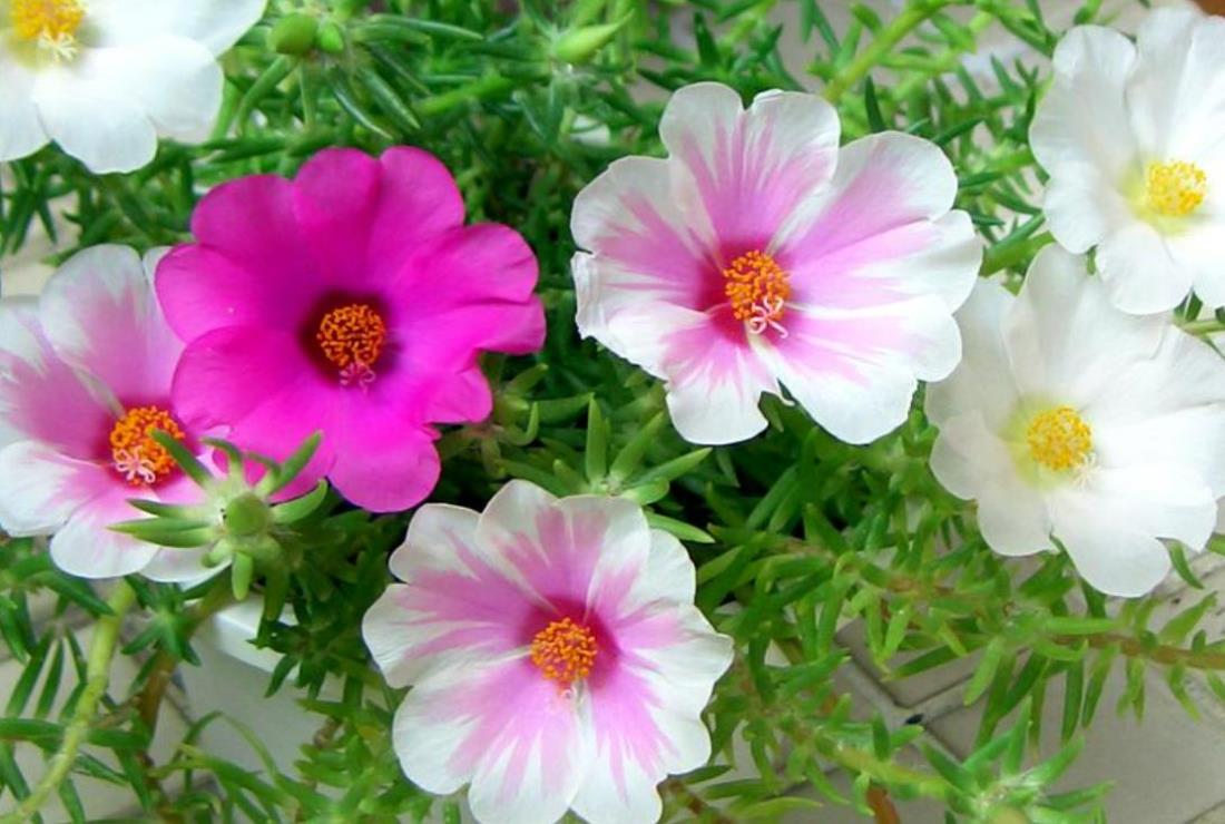 Hình Hoa Mười Giờ