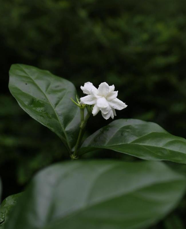 Hình Hoa Nhài