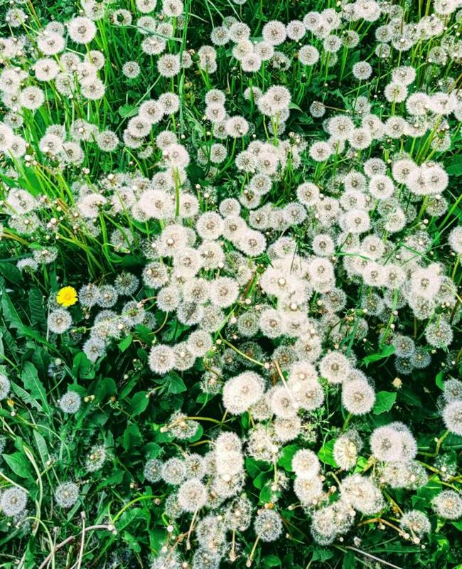 Hình Nền Bồ Công Anh