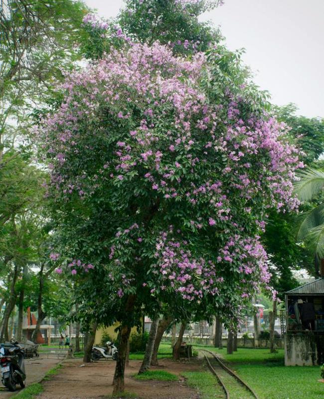 Hình Nền Hoa Bằng Lăng