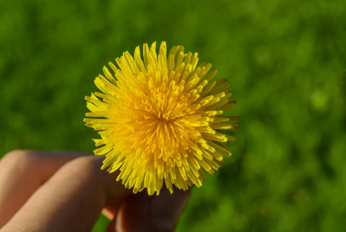 Hình Nền Hoa Bồ Công Anh