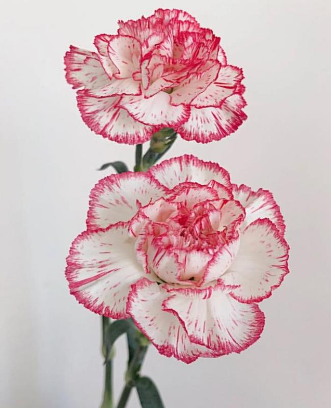 Hình Nền Hoa Cẩm Chướng