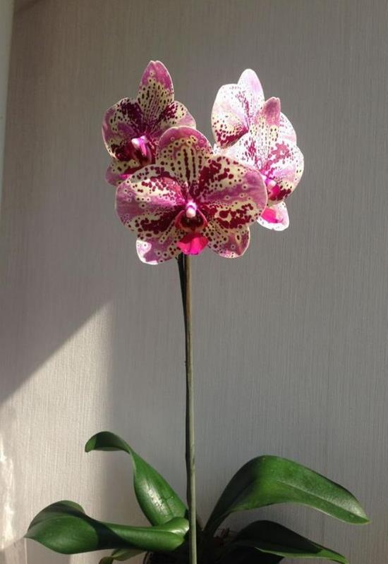 Hình Nền Hoa Lan Đẹp Cho Điện Thoại