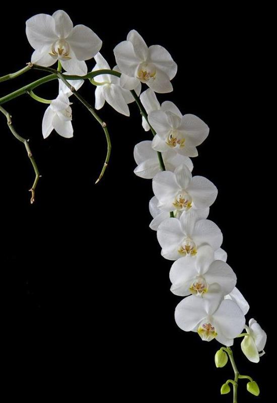 Hình Nền Hoa Lan Đẹp Cho Điện Thoại