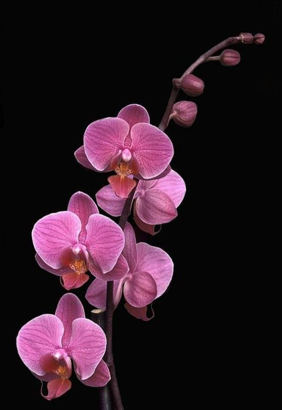 Hình Nền Hoa Lan Đẹp Cho Điện Thoại