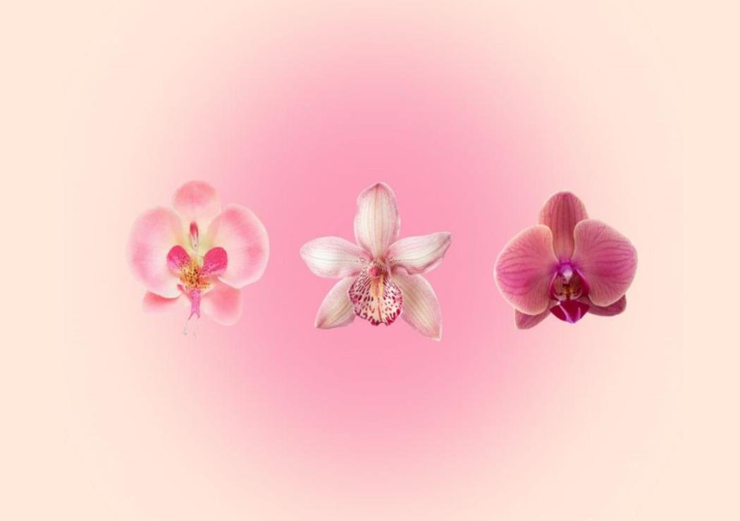 Hình Nền Hoa Lan Hồ Điệp