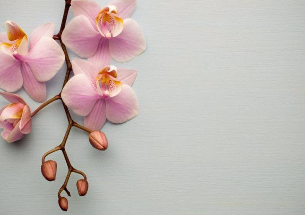Hình Nền Hoa Lan Hồ Điệp