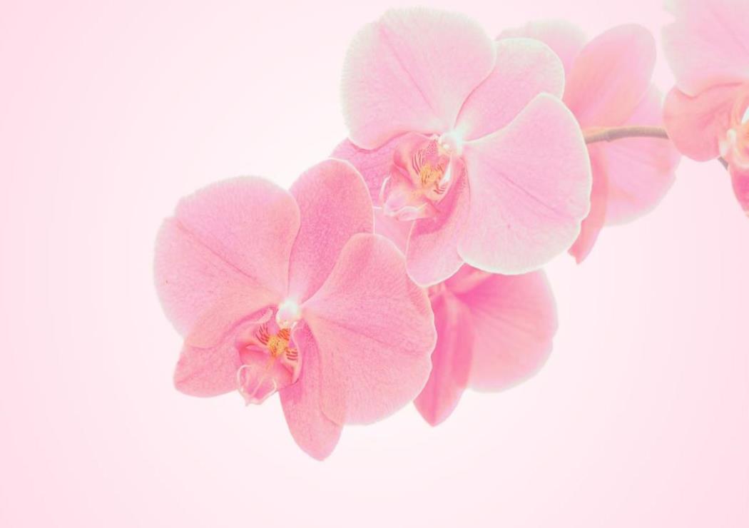 Hình Nền Hoa Lan Hồ Điệp