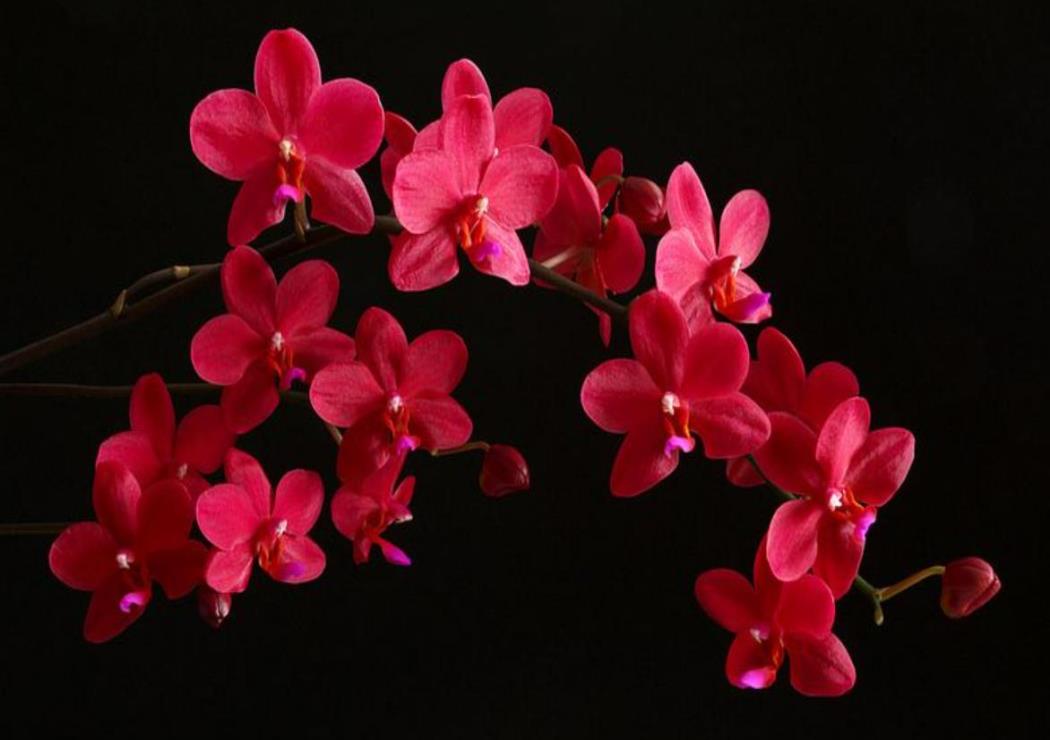 Hình Nền Hoa Lan