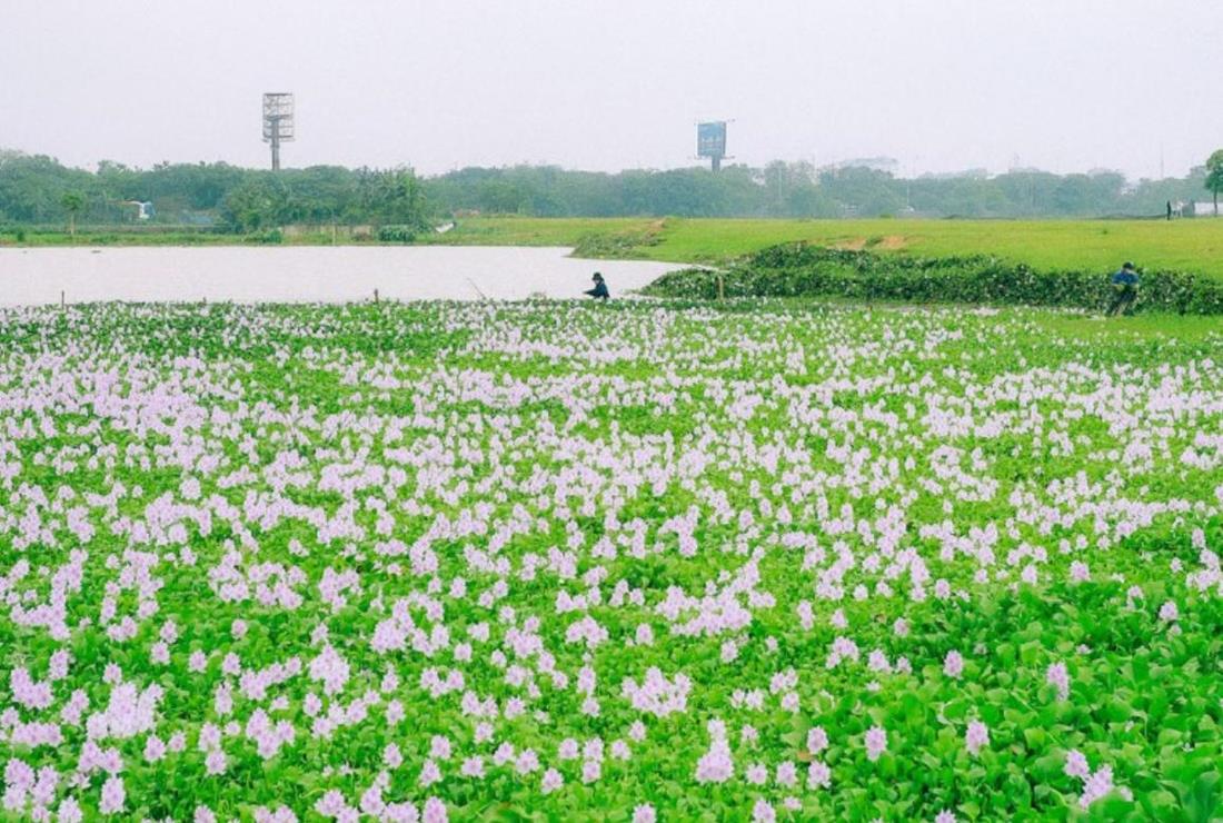 Hình Nền Hoa Lục Bình
