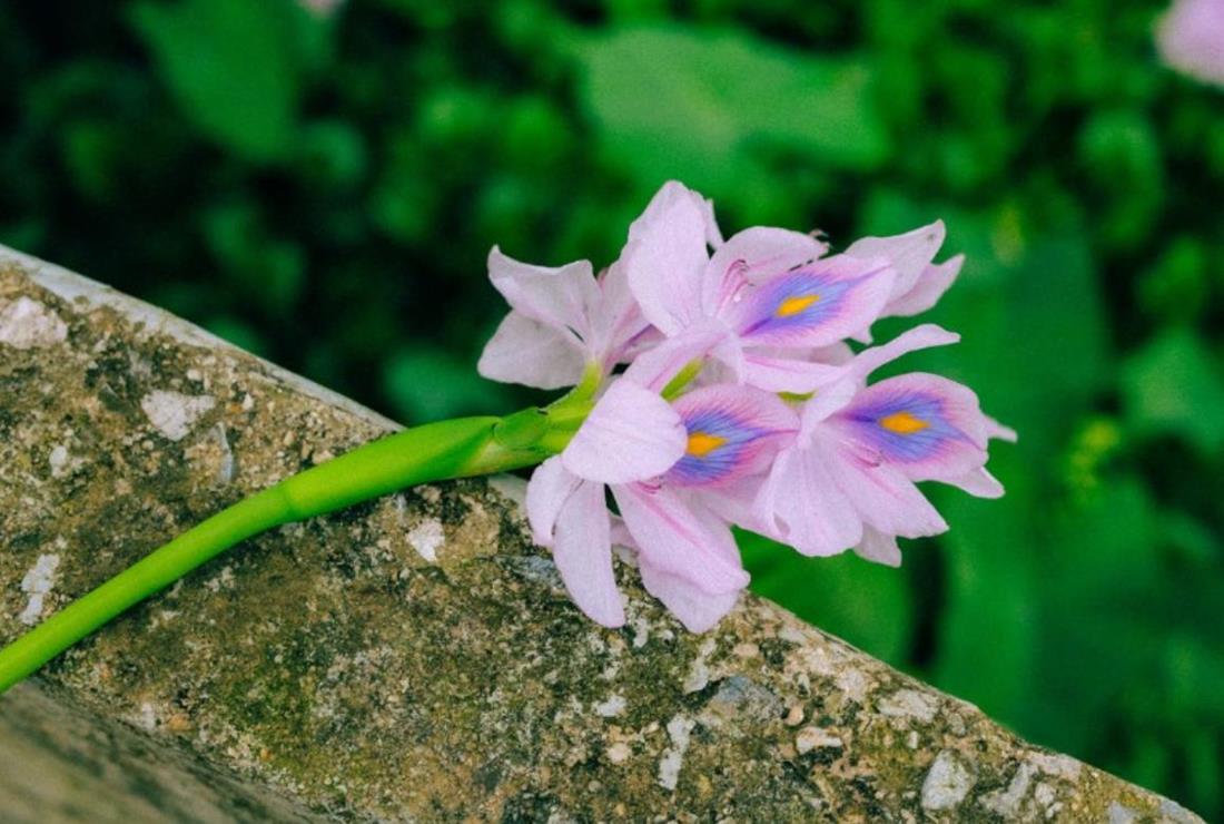 Hình Nền Hoa Lục Bình