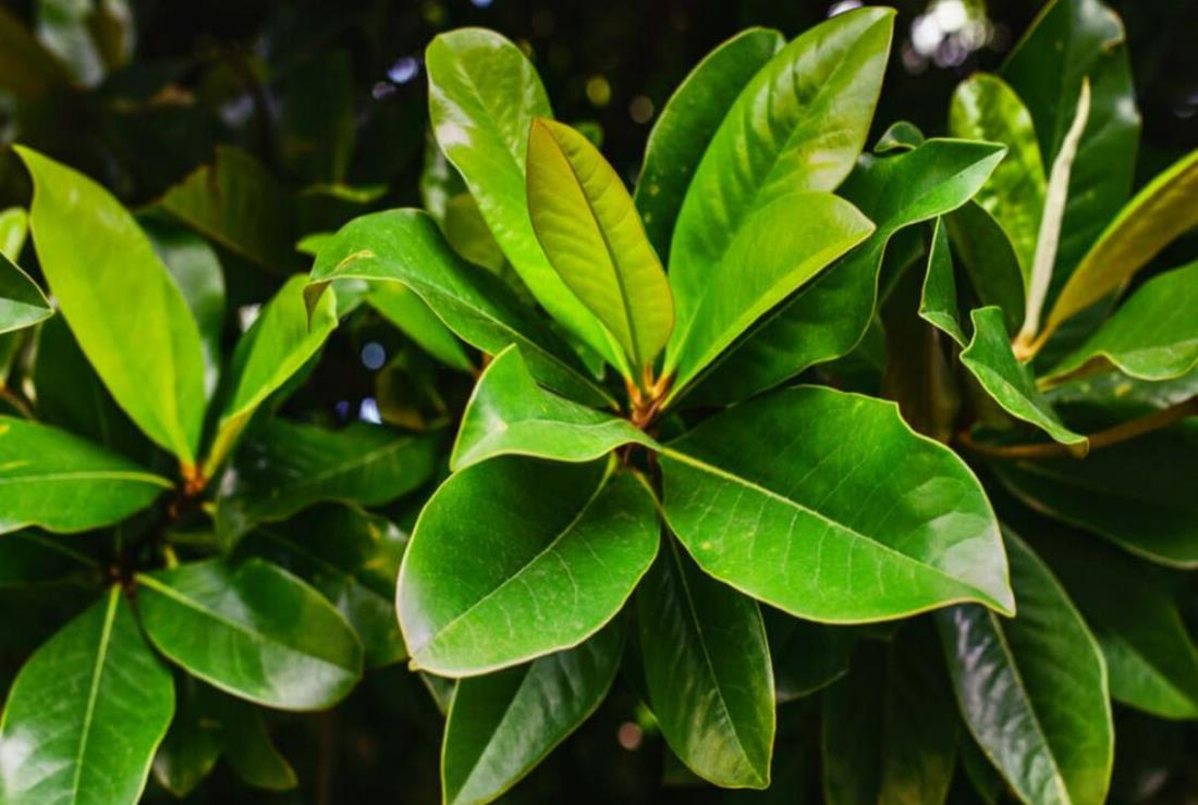 Hình Nền Hoa Nguyệt Quế