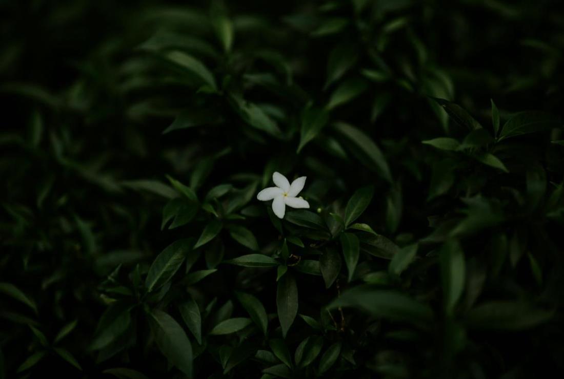 Hình Nền Hoa Nhài