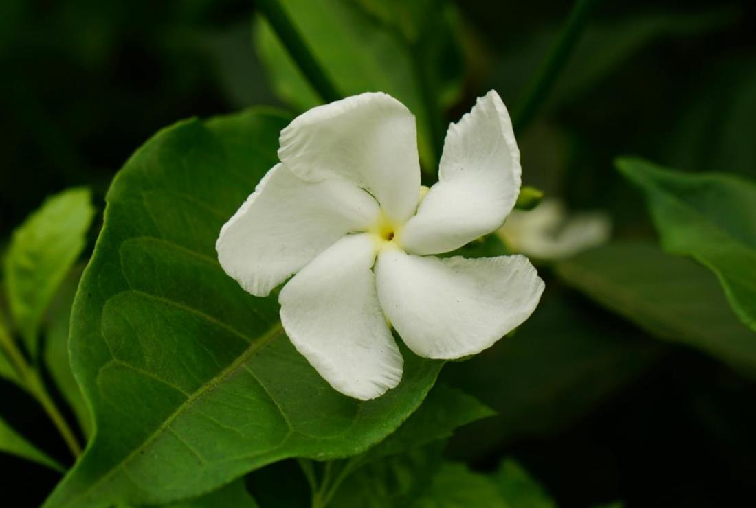 Hình Nền Hoa Nhài