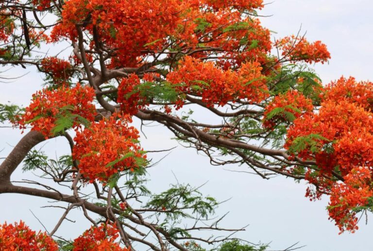 Hình Nền Hoa Phượng
