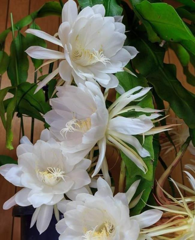 Hình Nền Hoa Quỳnh Đẹp