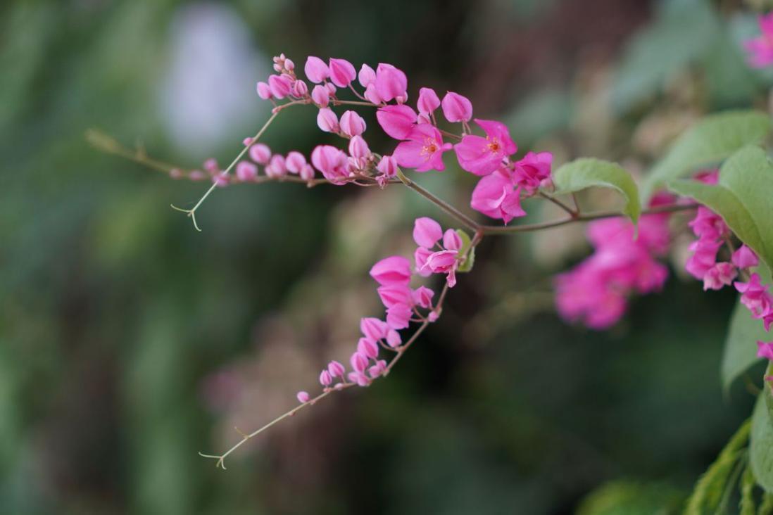 Hình Nền Hoa Tigon