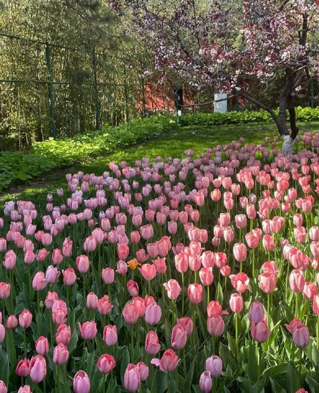 Hình Nền Hoa Tulip Hồng