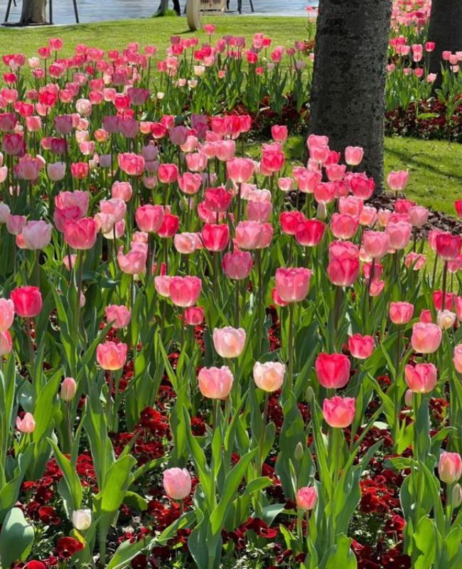 Hình Nền Hoa Tulip Hồng