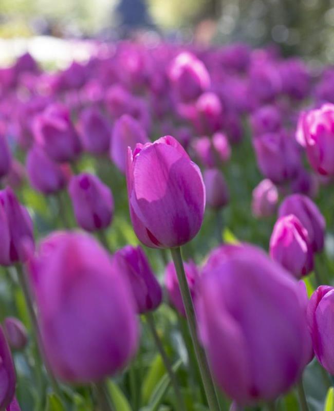 Hình Nền Hoa Tulip Tím