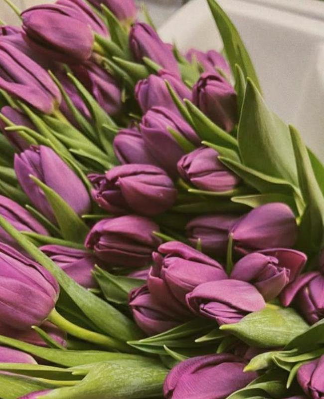 Hình Nền Hoa Tulip Tím