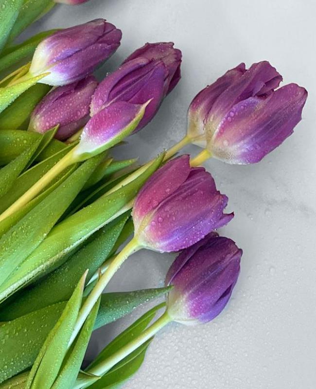 Hình Nền Hoa Tulip Tím