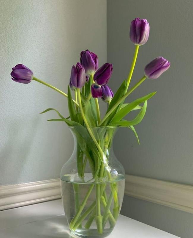 Hình Nền Hoa Tulip Tím