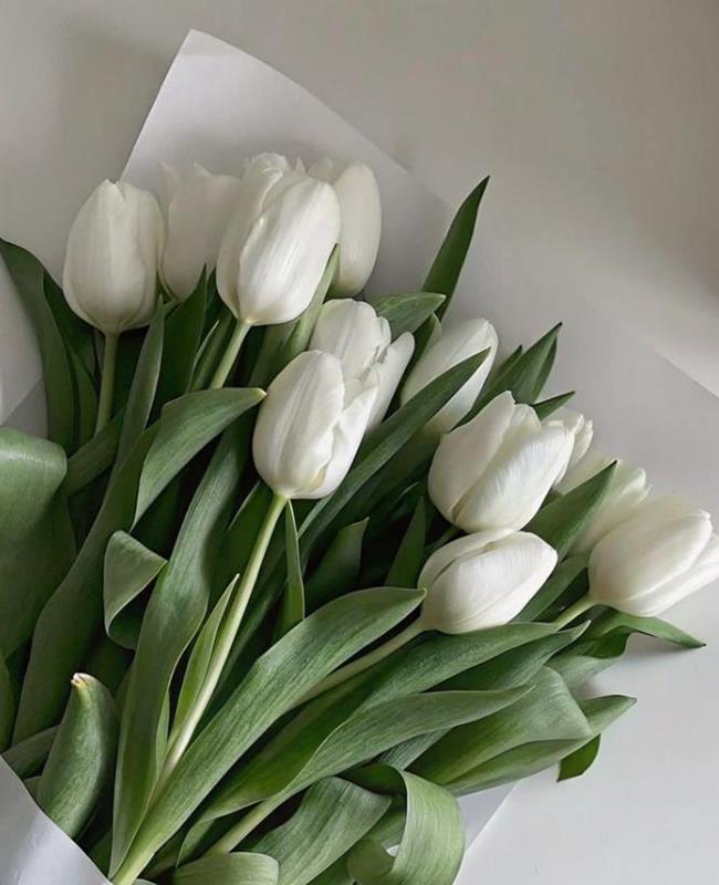 Hình Nền Hoa Tulip Trắng