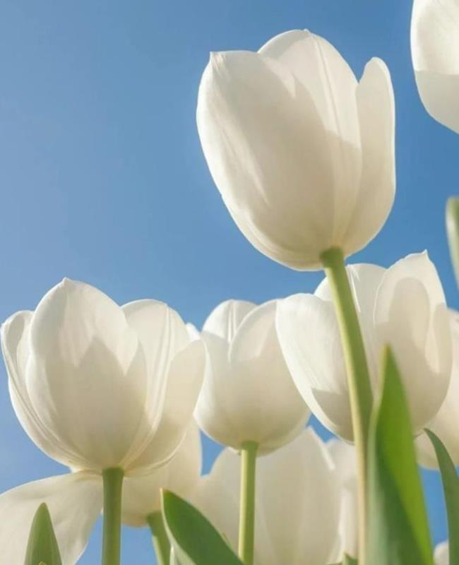 Hình Nền Hoa Tulip Trắng