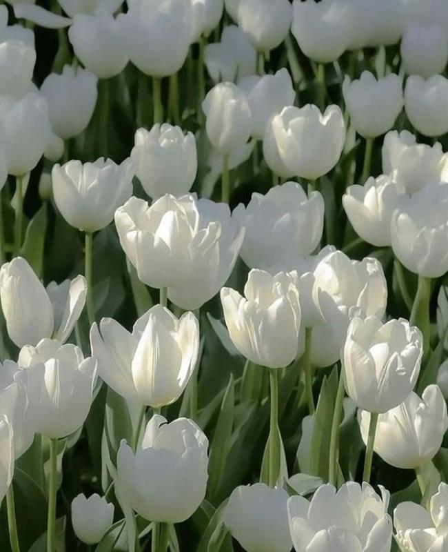 Hình Nền Hoa Tulip Trắng