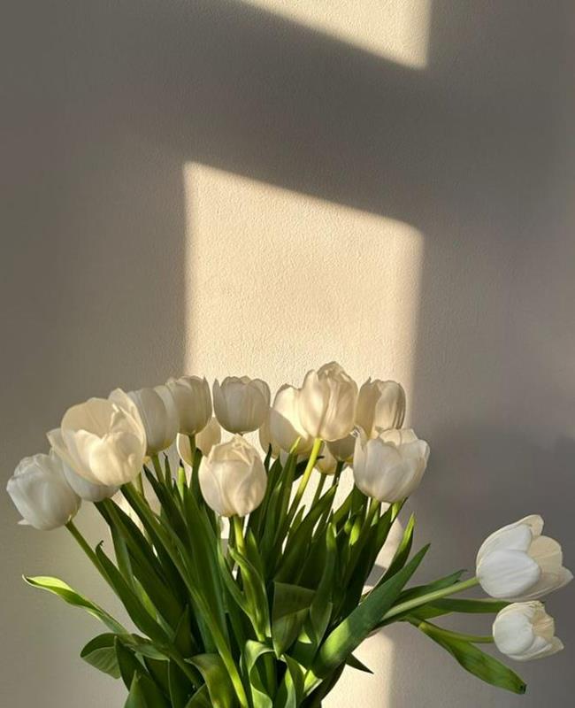 Hình Nền Hoa Tulip Trắng