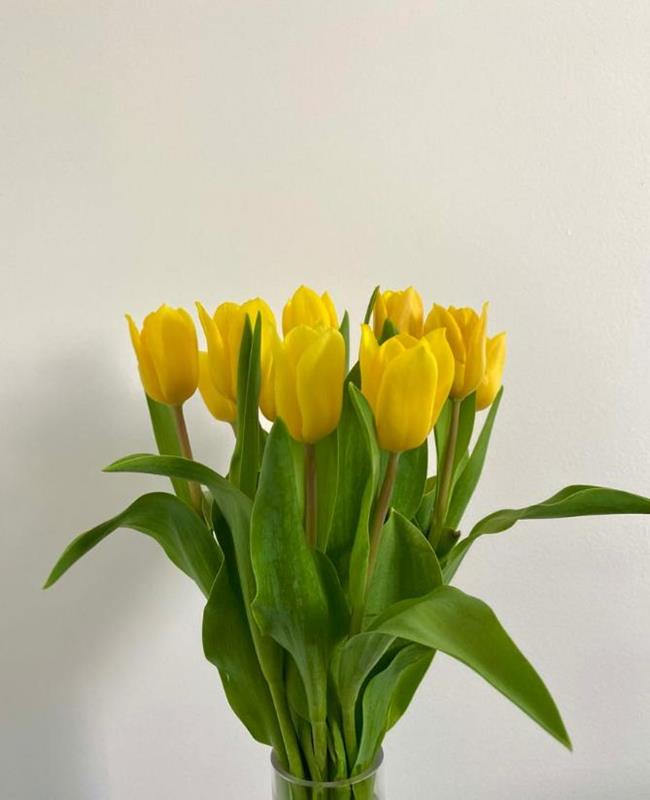 Hình Nền Hoa Tulip Vàng