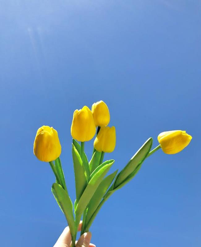 Hình Nền Hoa Tulip Vàng