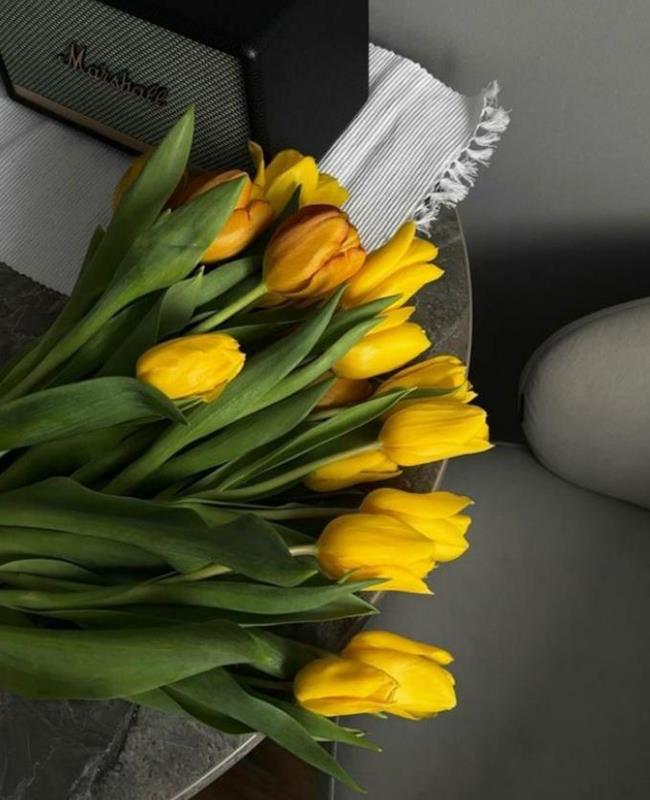 Hình Nền Hoa Tulip Vàng