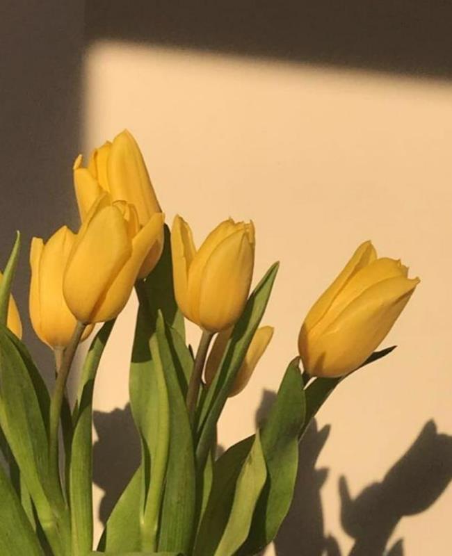 Hình Nền Hoa Tulip Vàng