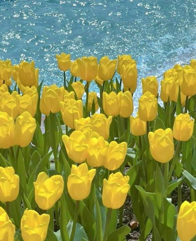 Hình Nền Hoa Tulip Vàng