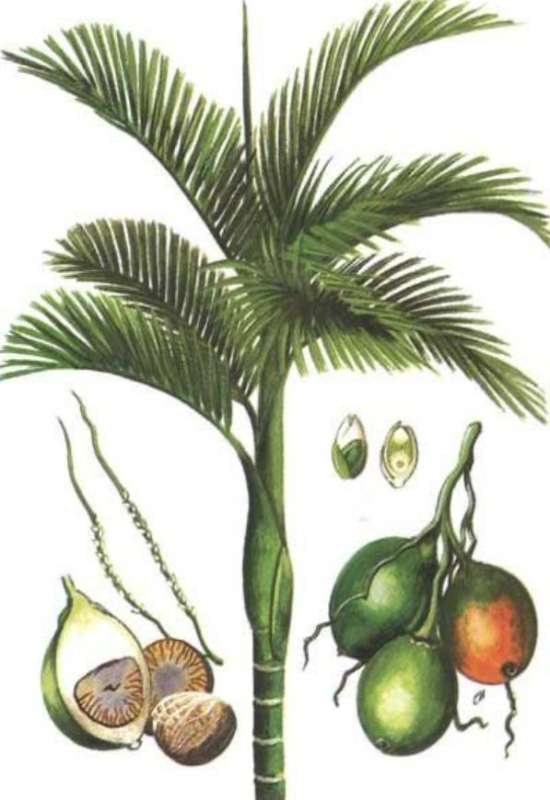 Hình vẽ cây cau & quả cau