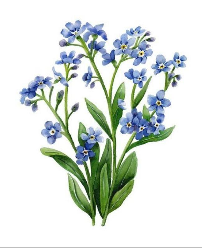 Hình Vẽ Hoa Lưu Ly